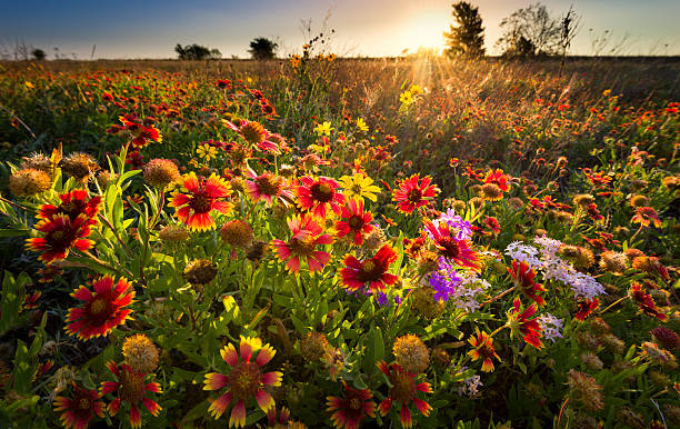 istock Texas Wildflowers at Sunrise 499641373