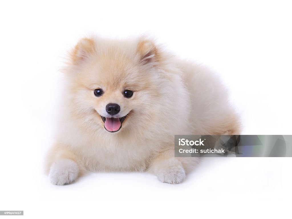 สุนัขลูกสุนัขปอมเมอเรเนียนสีขาว - ไม่มีค่าลิขสิทธิ์ ปอมเมอเรเนียน ภาพสต็อก