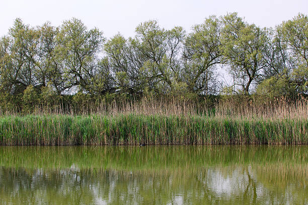 View of Po river Delta in Codigoro stock photo