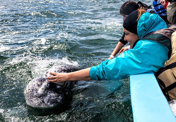 istock Woman Touching a Whale Head 499641679