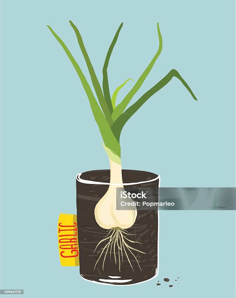 Growing Garlic with Green Leafy Top in Mug Vegetable container gardening illustration. Layered vector EPS8 Agriculture stock vector