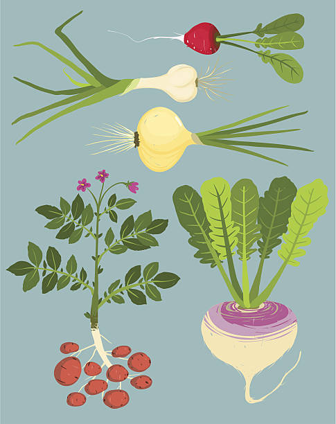 ilustraciones, imágenes clip art, dibujos animados e iconos de stock de crecimiento de fondo vegetales con verdes collection - rutabaga