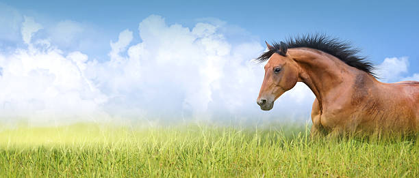 cheval rouge dans l'herbe d'été contre le ciel, bannière - horse animal head animal sky photos et images de collection