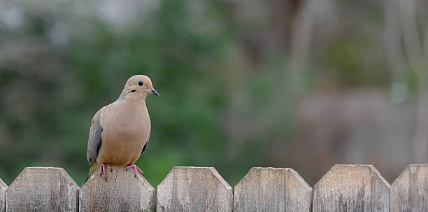 Lonely Dove stock photo