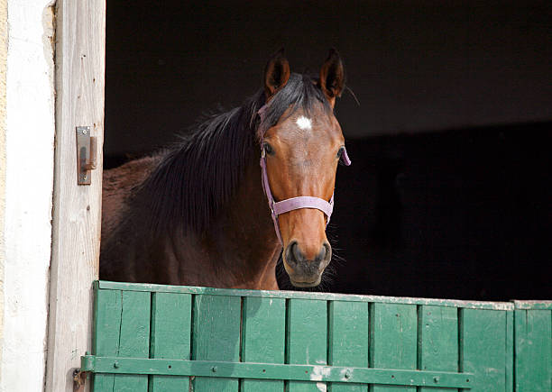 istock Young thoroughbred horse in the corral door. 499644015