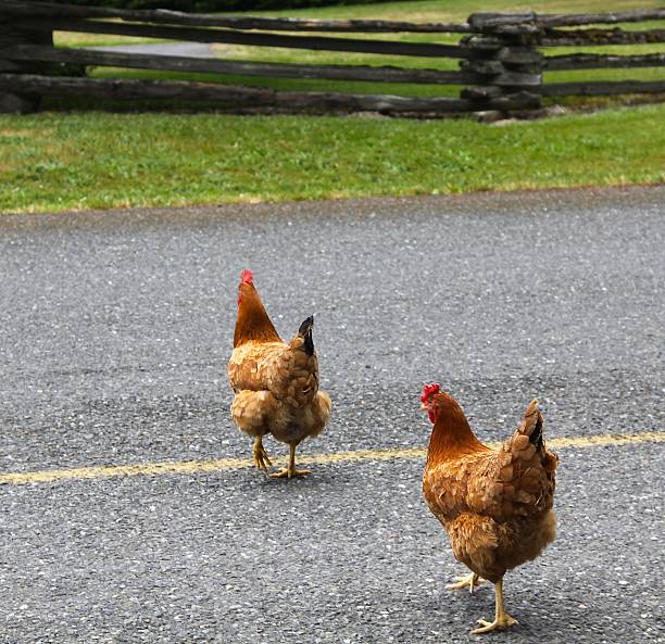 Why did the chicken cross the road?