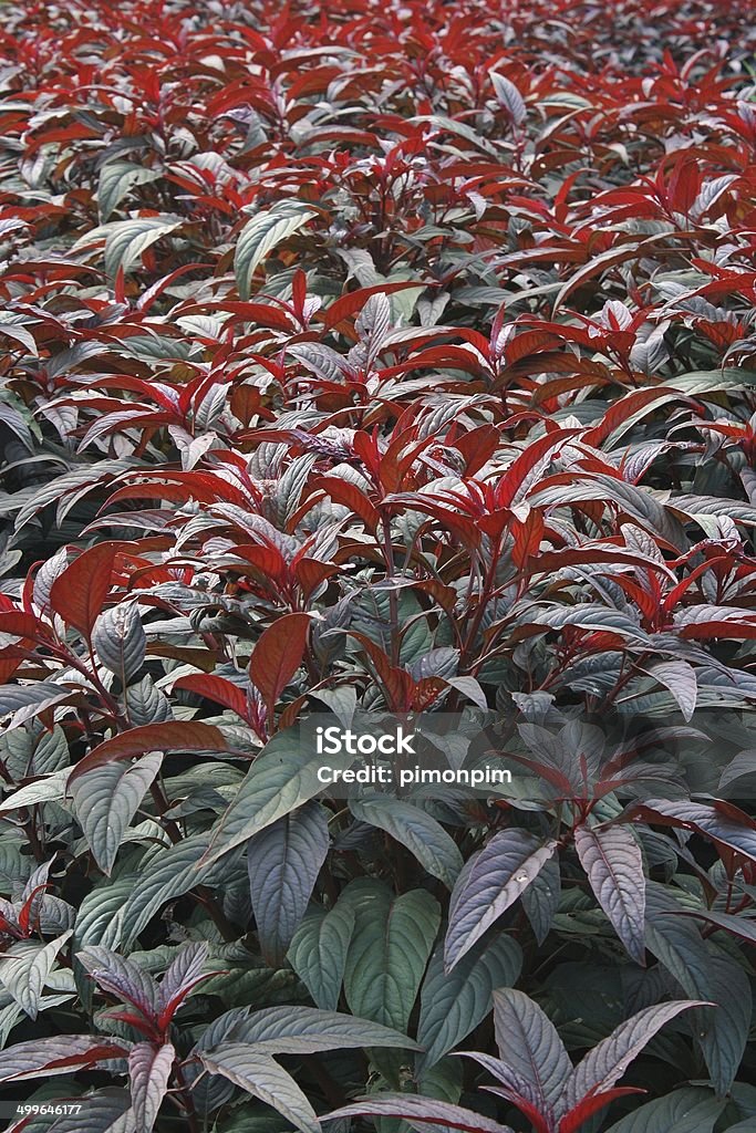 Tree has a red leaf Backgrounds Stock Photo