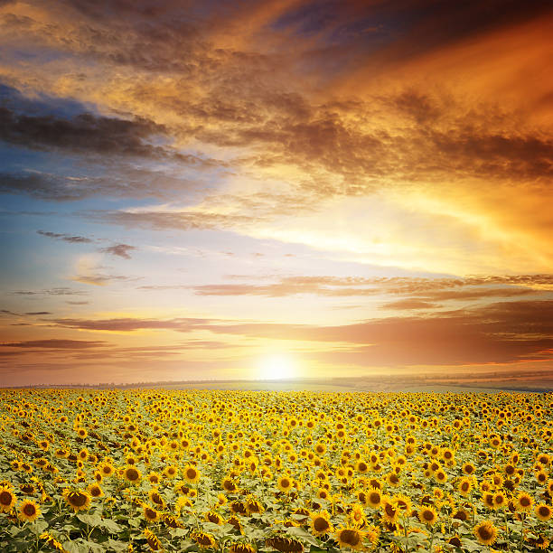 istock beautiful sunset over sunflowers field 499647668