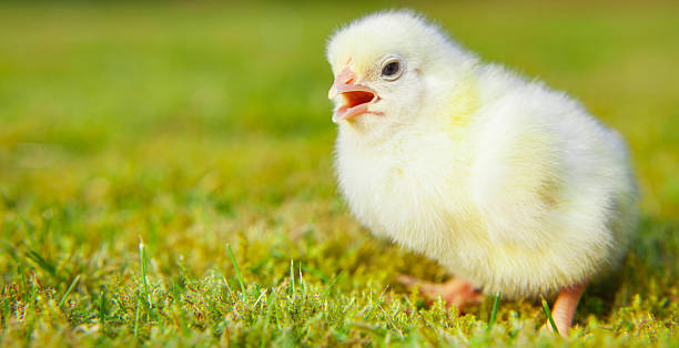 istock Cute little chick on green meadow 499647790