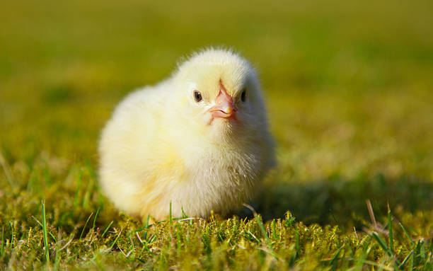 istock Cute little chick on green meadow 499648022