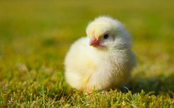 istock Cute little chick on green meadow 499648074