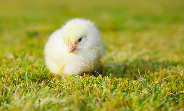 istock Cute little chick on green meadow 499648150
