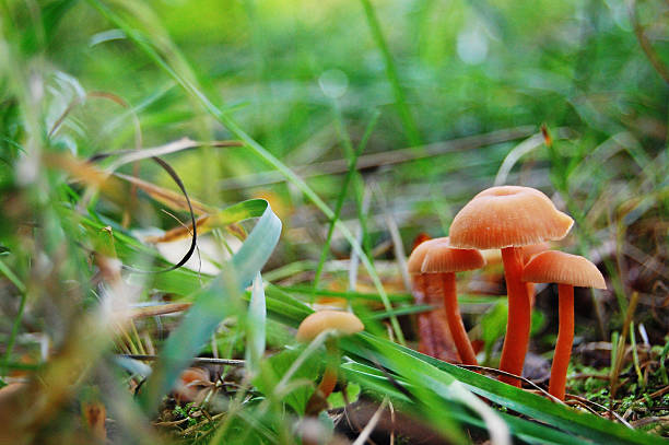 istock Mushrooms in the forest. Macro. 499648716