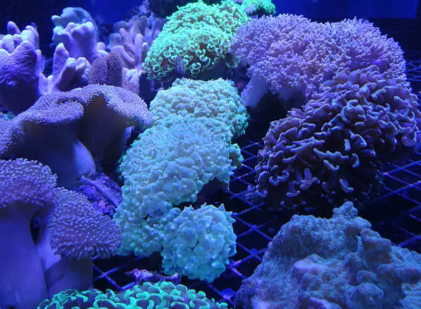 Photo showing coral aquaculture fish tank / marine aquarium, propagating living coral frags.