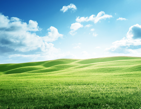 green grass of a meadow with horizon and blue sky in background