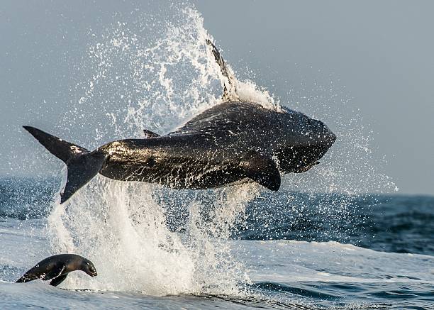 istock Hunting of a Great White Shark (Carcharodon carcharias) 499650702
