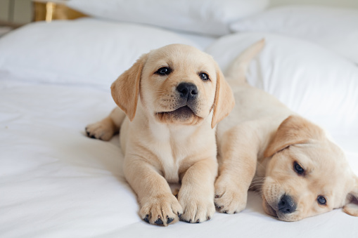 Group of Puppy Labrador Playing