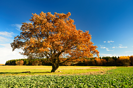 Old Solitary Oak Tree in Autumn Landscape standing in field with winter seeds of canola against Blue Sky