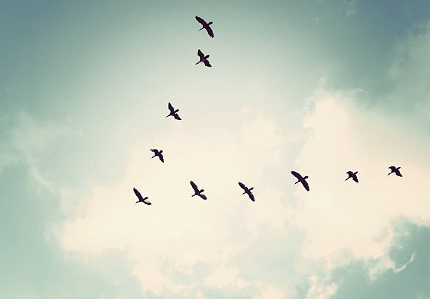 Birds in the sky Vintage tone in this picture flock of birds stock pictures, royalty-free photos & images