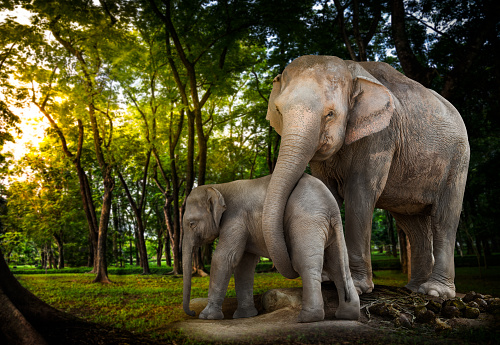 Elephant family be alive in the forest