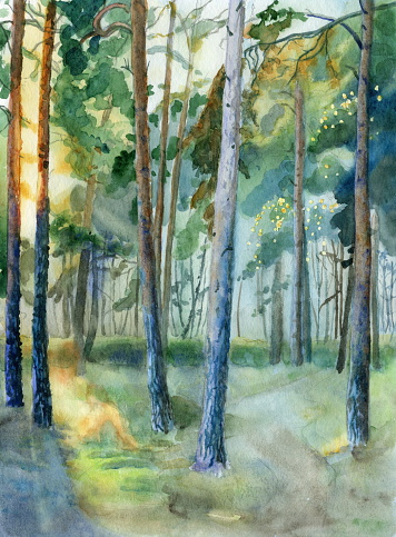 Sunset in pine forest, drawn  by hand, watercolour