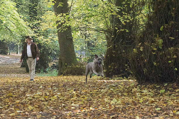 istock Mature men walking his dog in the forest 499653170