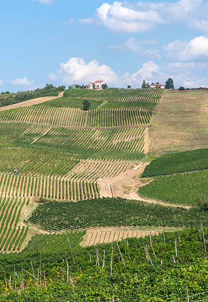 istock Vineyards in Oltrepo Pavese (Italy) 499653778