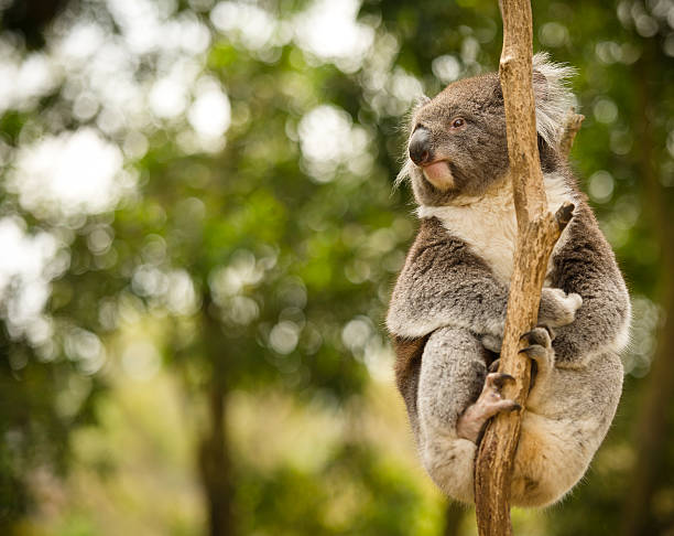 Koala A Koala sitting in a tree in a National Park near Ballarat, Victoria, Australia. koala tree stock pictures, royalty-free photos & images