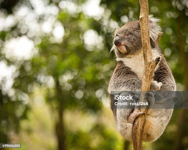 Koala Stock Photo - Download Image Now - Koala, Animals In The Wild, Animal  - iStock