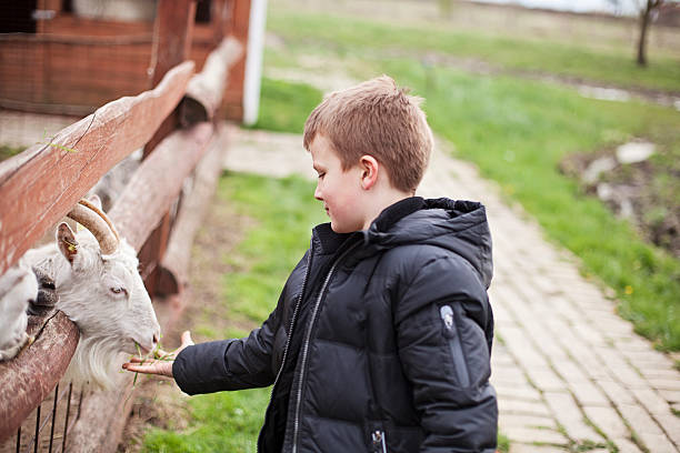 istock Boy feeding goats at a petting zoo 499658046