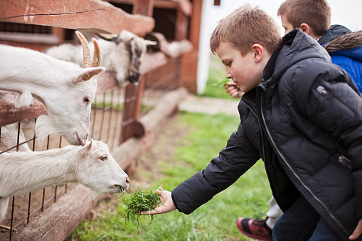 Boy feeding goats at a petting zoo farm