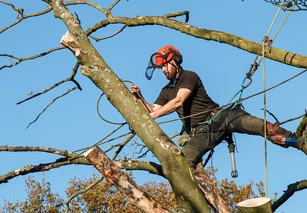 istock Forester male  working at height in a tree 499658944