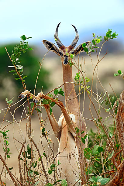 istock African gazelle gerenuk 499659010