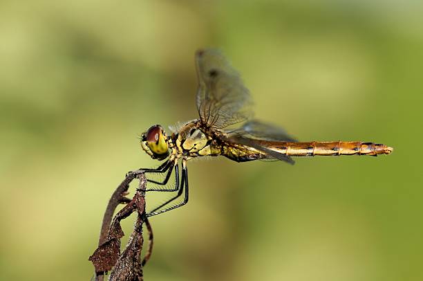 istock Sympetrum depressiusculum 499659109