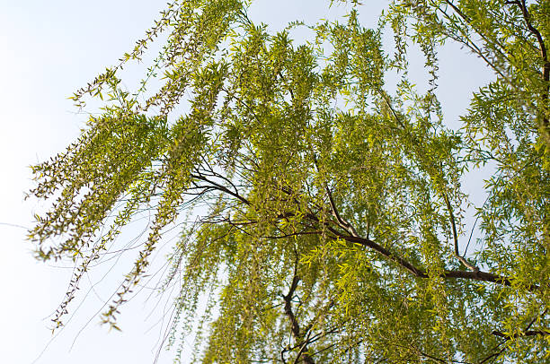 luminiscente willow hojas - willow leaf weeping willow willow tree tree fotografías e imágenes de stock