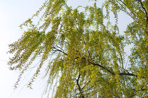 jaskrawy willow liście - willow leaf weeping willow willow tree tree zdjęcia i obrazy z banku zdjęć