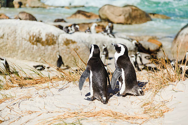 colony der afrikanischen pinguine (boulder beach, simons town, südafrika - penguin colony nobody horizontal stock-fotos und bilder