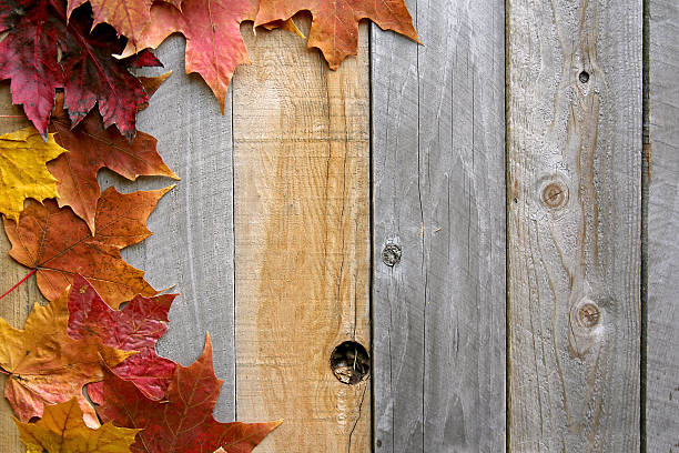 Autumn Maple Leaves Framing Rustic Wood Background A variety of yellow, orange, and red Autumn Maple leaves are bordering the top of a rustic wood board textured background. fall picnic table stock pictures, royalty-free photos & images