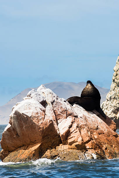istock Sea lion is chilling on a rock on pacific ocean 499660568