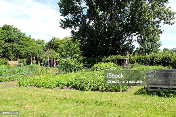 Obraz Przydziału Ogród Warzywny Z Ziemniaków Roślin Kompost Stos - zdjęcia stockowe i więcej obrazów Ciąć