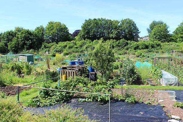 istock Allotment vegetable garden with rows of plants, weed membrane image 499661071