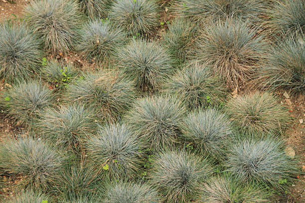 istock Grass in Portugals by autumn in mountain 499661079