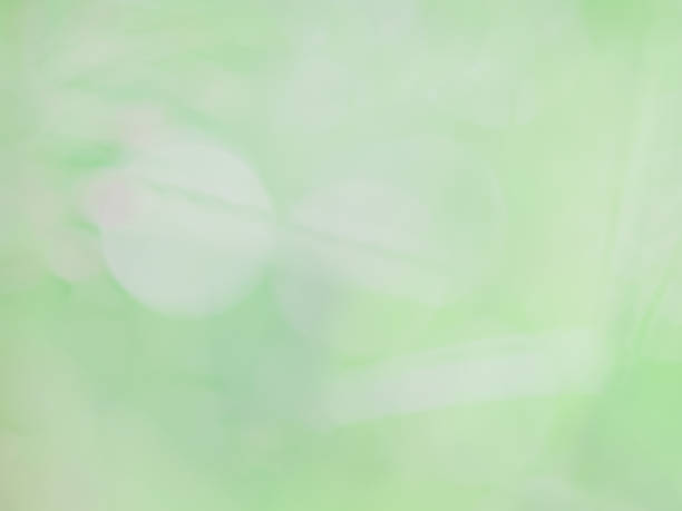 istock Beautiful abstract green  bokeh background 499661136