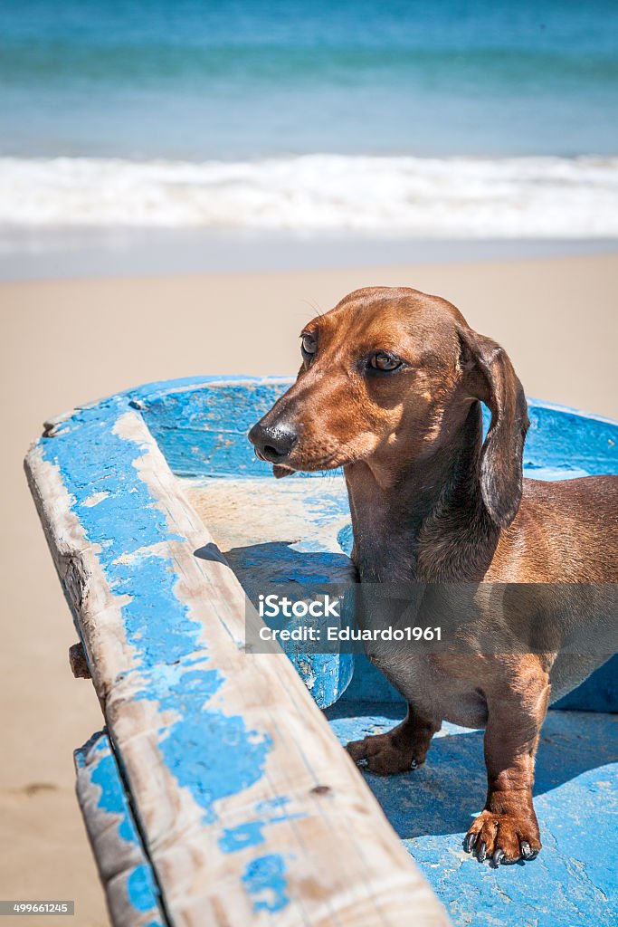Dog in the beach The teckel dog is a wonderfoul pet to familyes and childrens Animal Stock Photo