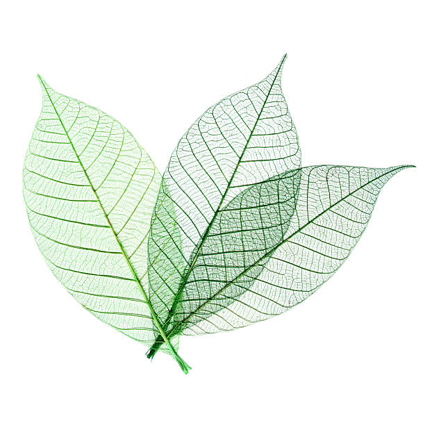 istock Transparent leaves isolated on white background 499661701