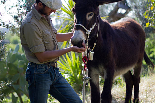 istock Man Feeding His Donkey in Sicily, Italy 499662215