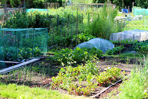 image d'attribution jardin de légumes avec de la betterave, oignons, cabbages, de paris - plowed field field fruit vegetable photos et images de collection