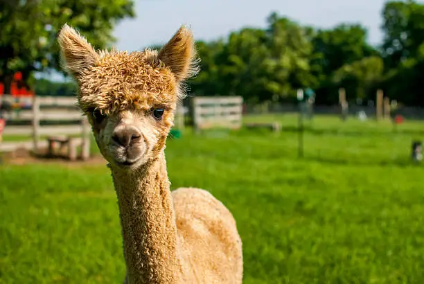A young golden colored alpaca on a farm with green pastures