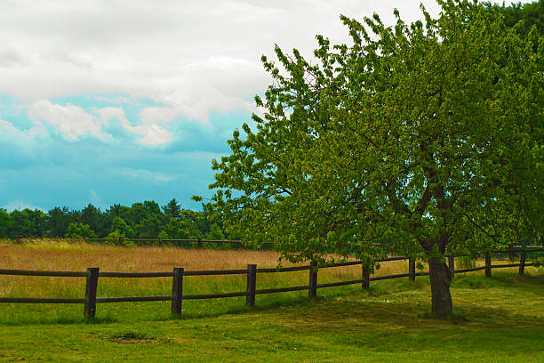 istock Green pasture with blue sky in summer 499663047