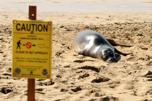 endangered Hawaiian Monk Seal is chilling on the beach after a hard day, protected by signs and law